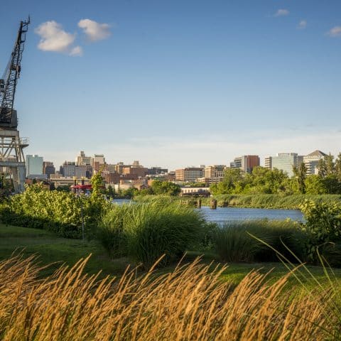 Tall grasses blowing in the wind beside river with city view in the distance